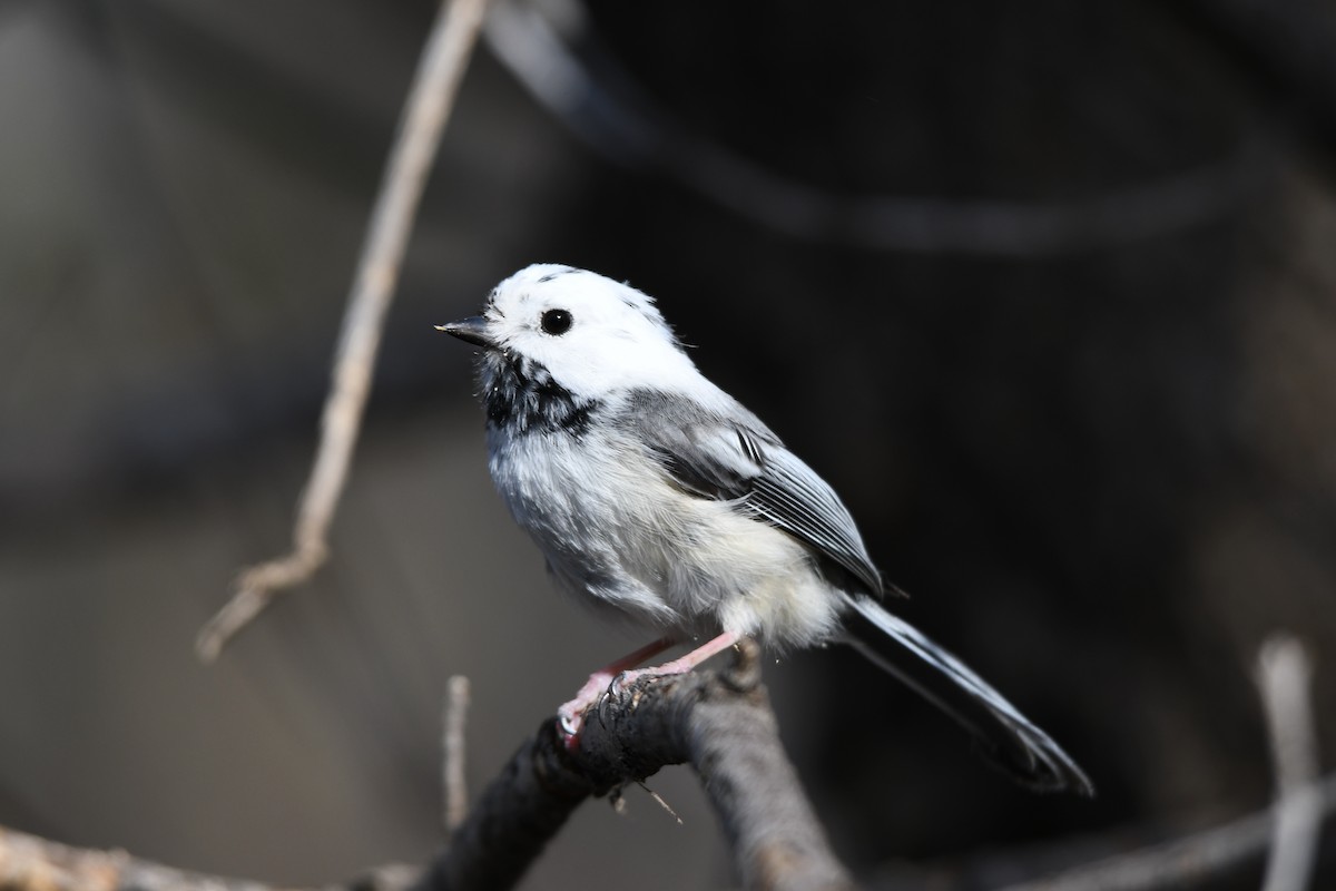 Black-capped Chickadee - ML558088061