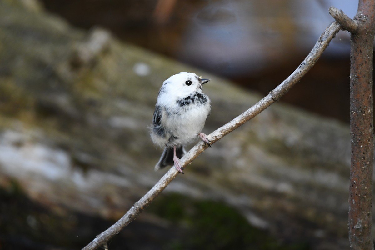 Black-capped Chickadee - Jordan Geenen