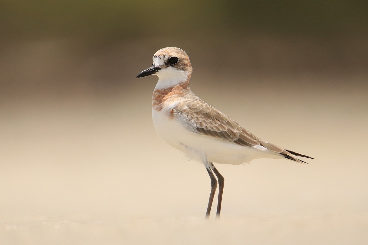 Greater Sand-Plover - Magdalena Jędro