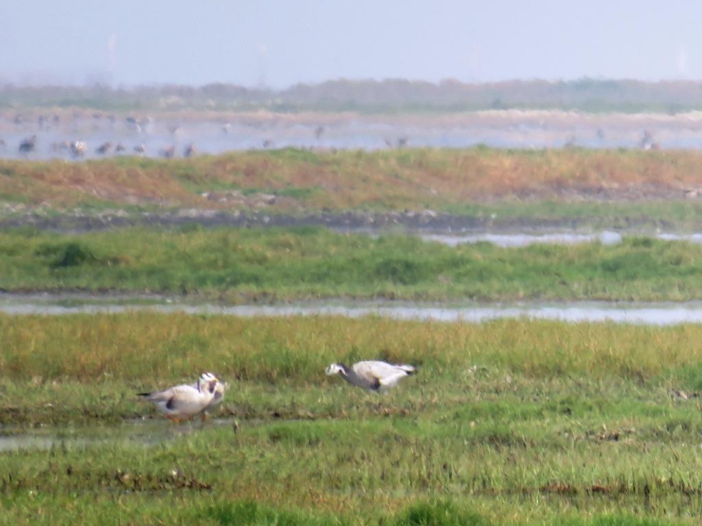 Bar-headed Goose - ML55808941