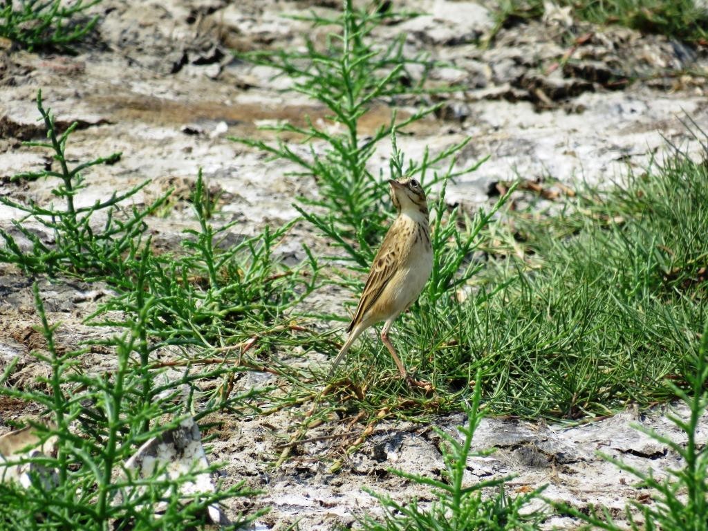 Bisbita (Anthus) sp. - ML55809011