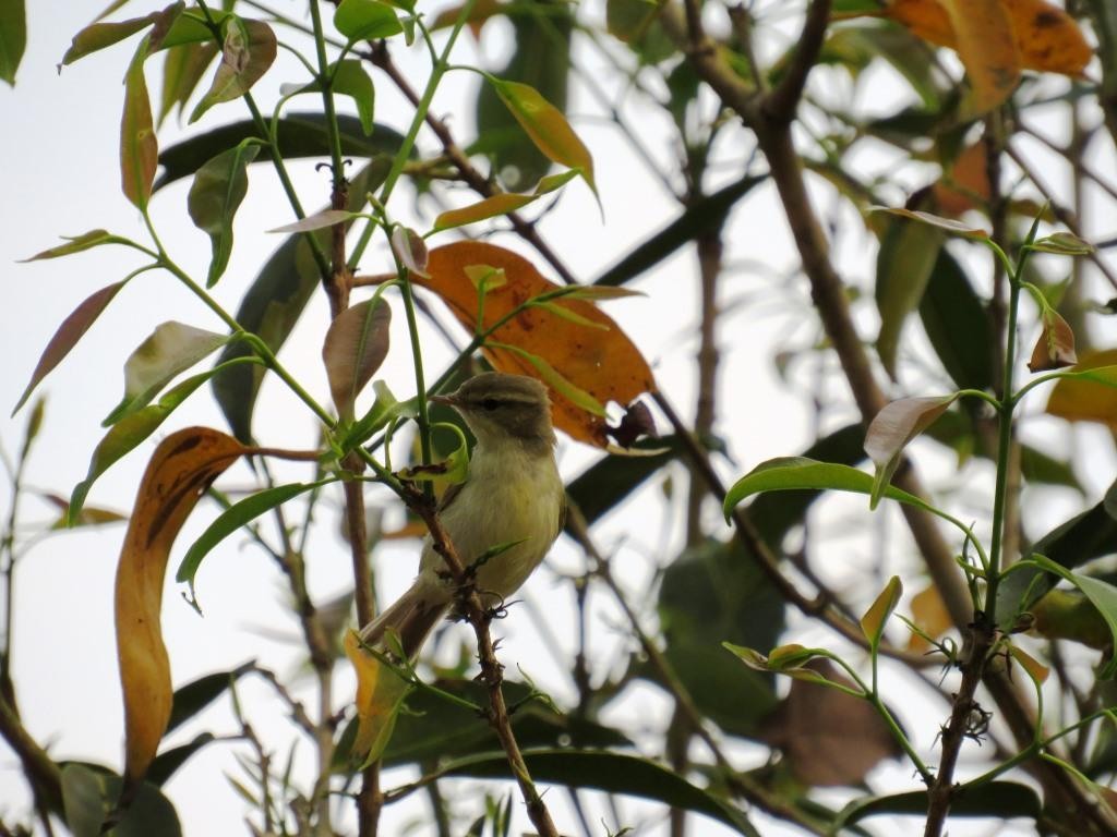 Acrocephalus sp. - Siddhesh Surve