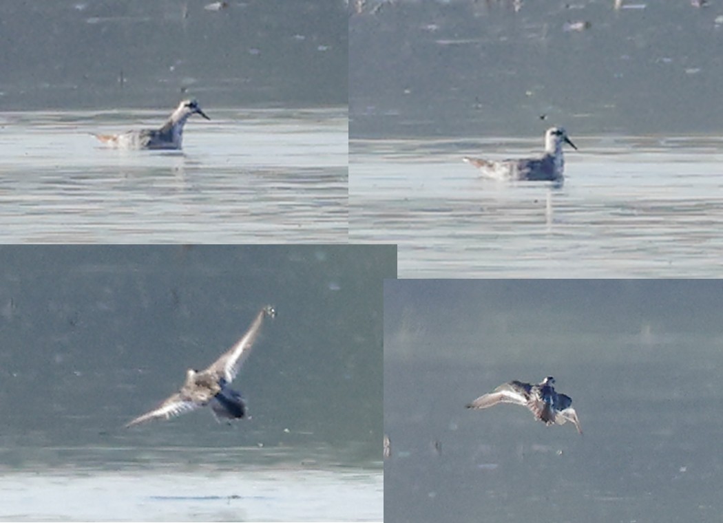 Red-necked Phalarope - Michael Brown