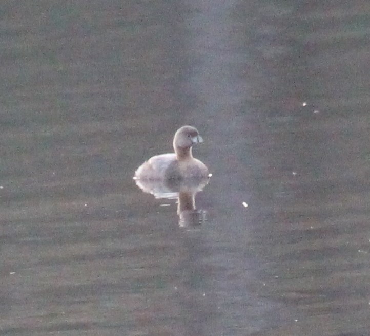 Pied-billed Grebe - ML558091171