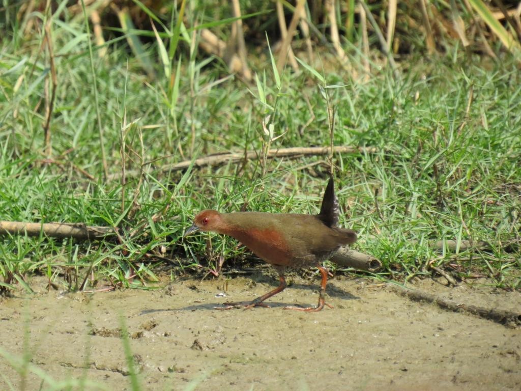 Ruddy-breasted Crake - ML55809251