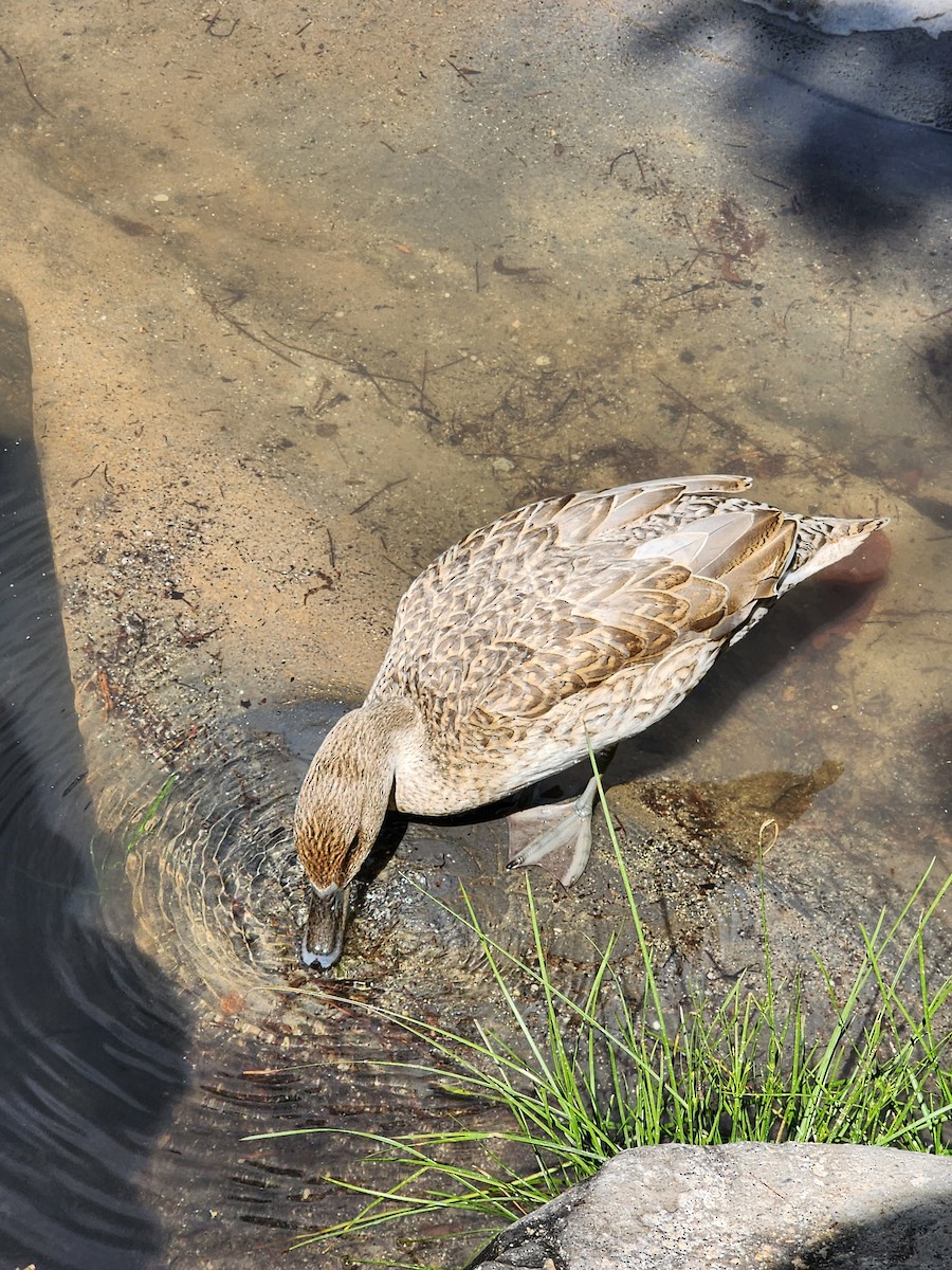 Northern Pintail - ML558092891