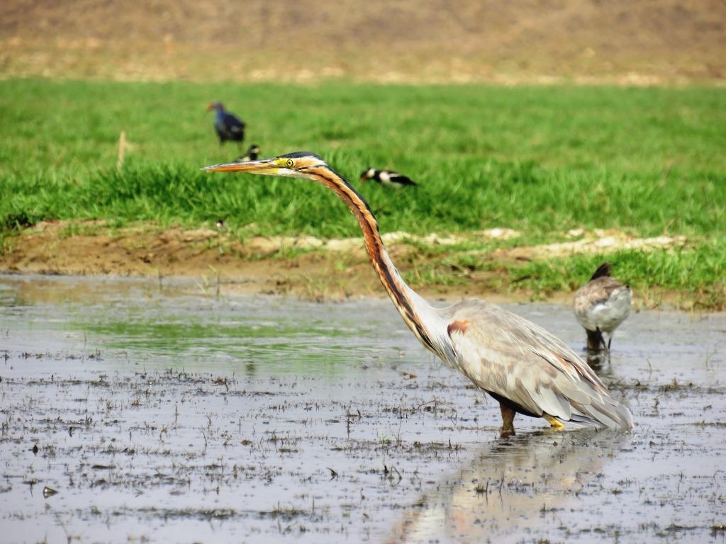 Purple Heron - Siddhesh Surve