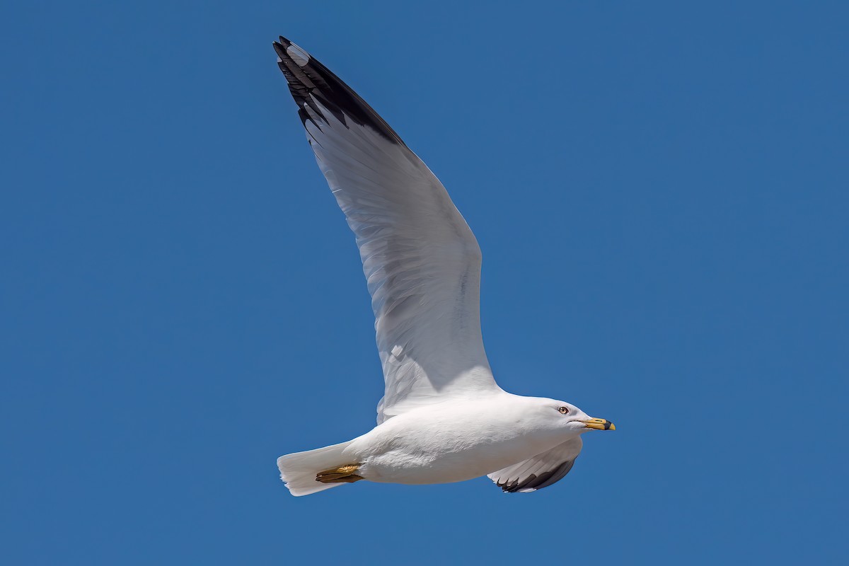 Ring-billed Gull - Daniel Campeau