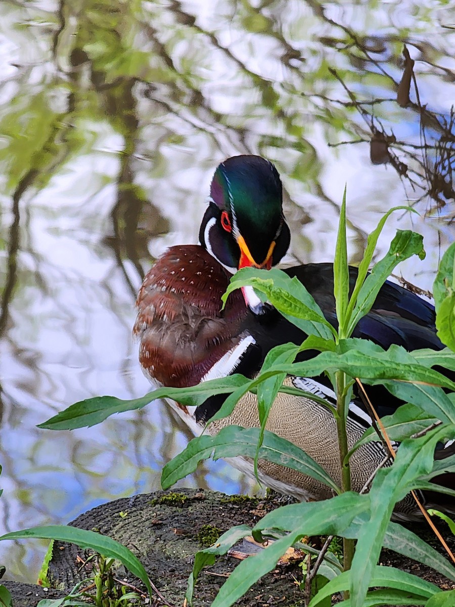 Wood Duck - ML558093031