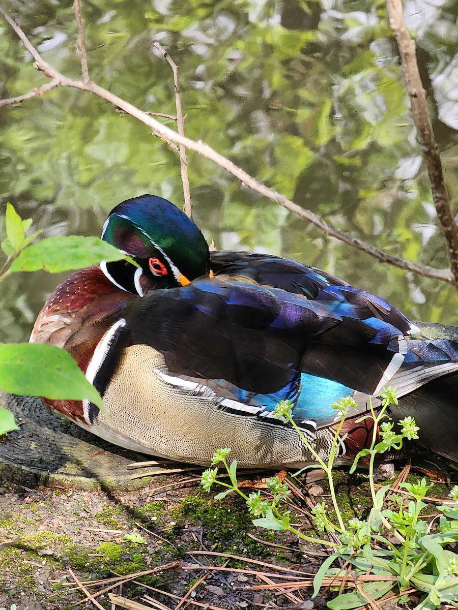Wood Duck - ML558093041