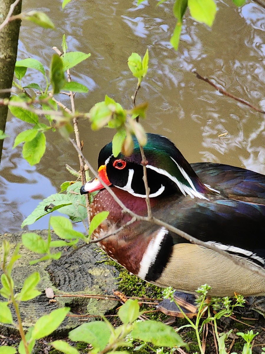 Wood Duck - ML558093051