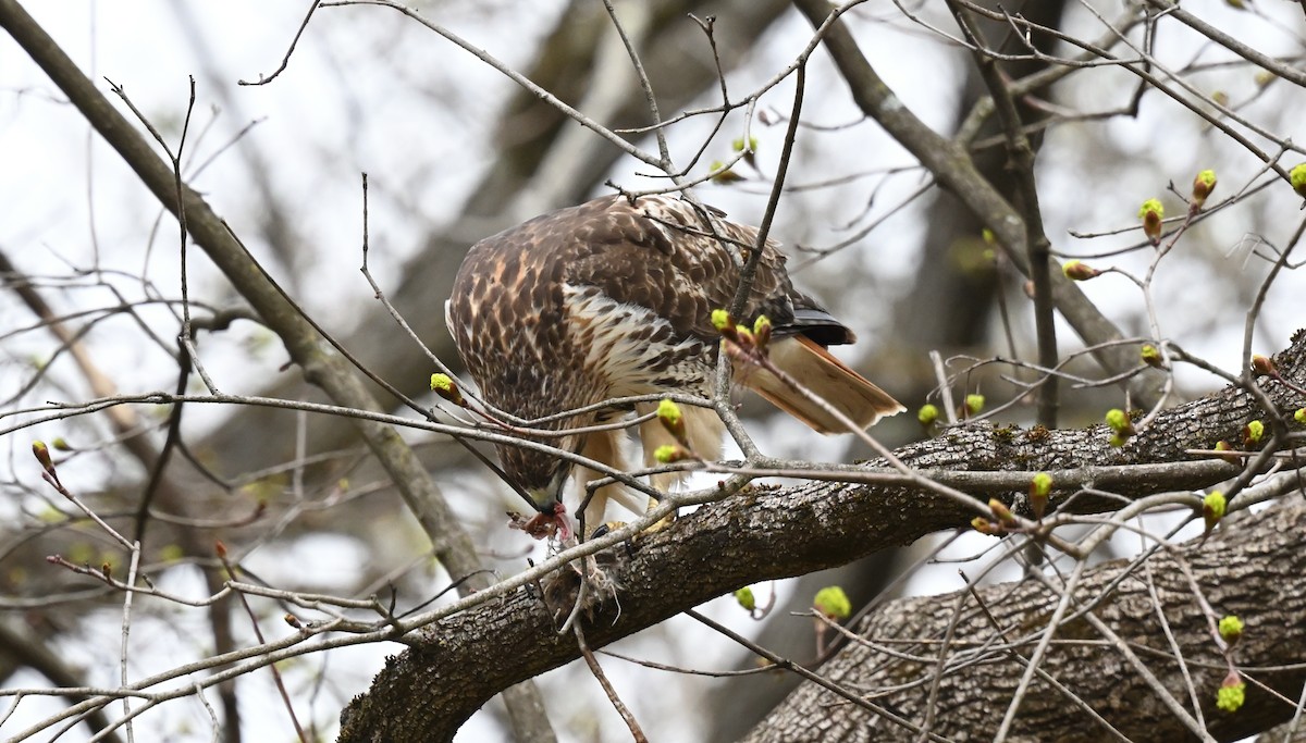 Red-tailed Hawk - ML558094371