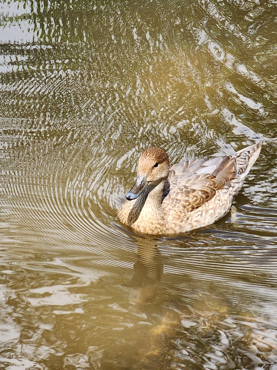 Northern Pintail - ML558094651