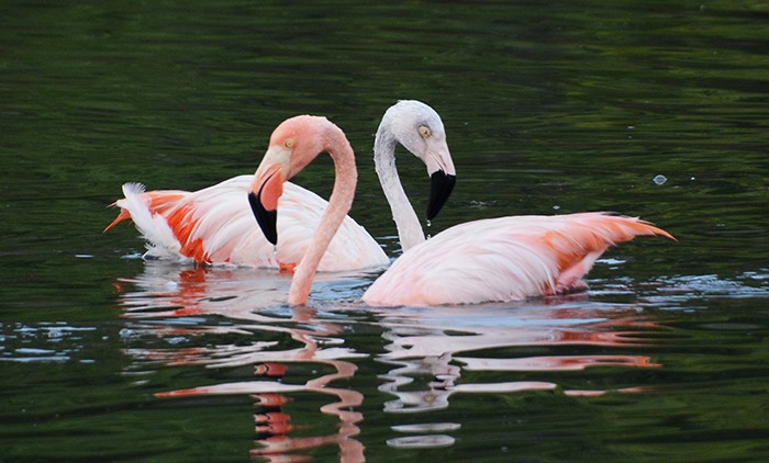 Chilean Flamingo - ML558094701