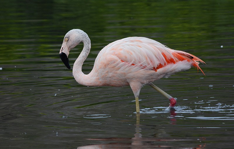 Chilean Flamingo - ML558094711