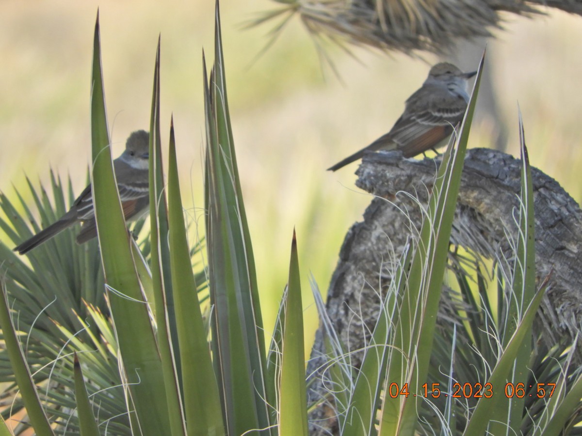 Ash-throated Flycatcher - ML558096321