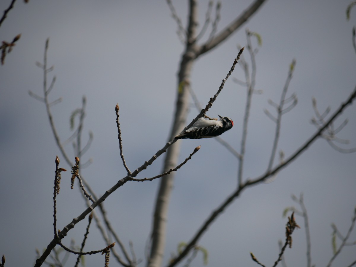 Downy Woodpecker - ML558096401