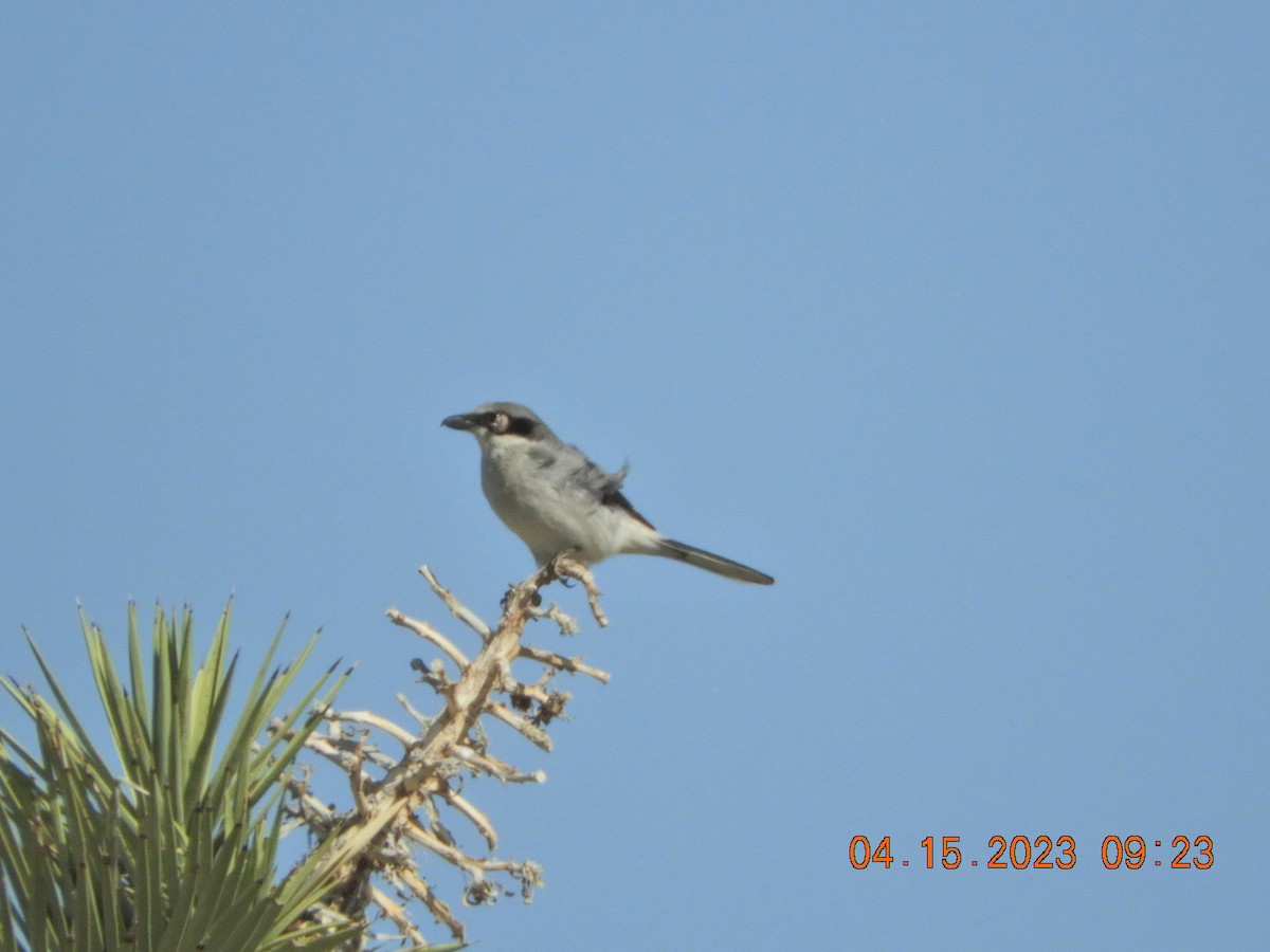 Loggerhead Shrike - ML558096461