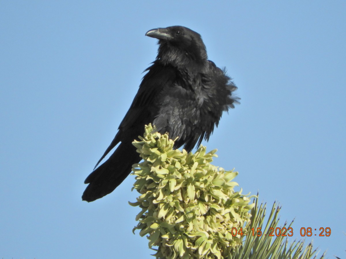 Common Raven - Charles  Ritter