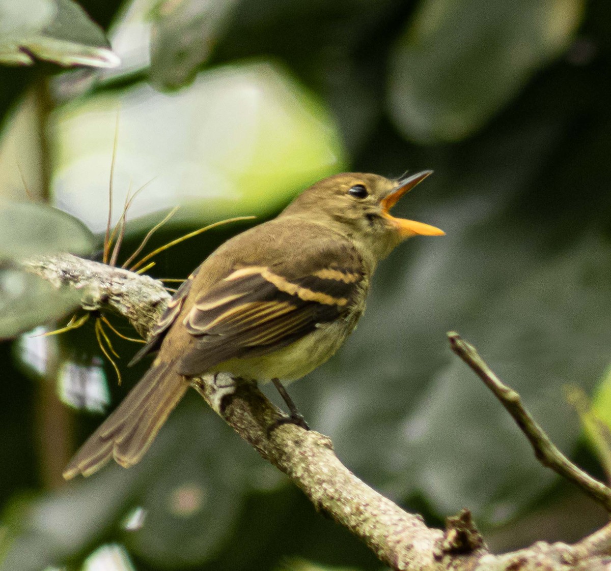 Euler's Flycatcher - ML558097921