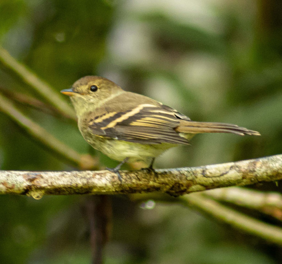 Euler's Flycatcher - ML558097931