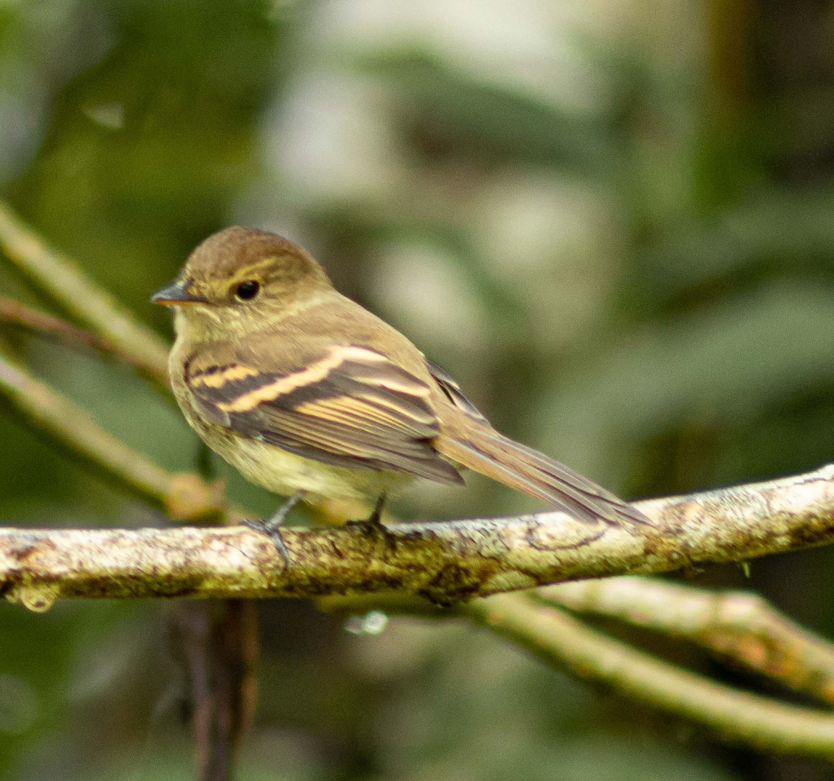 Euler's Flycatcher - ML558097941