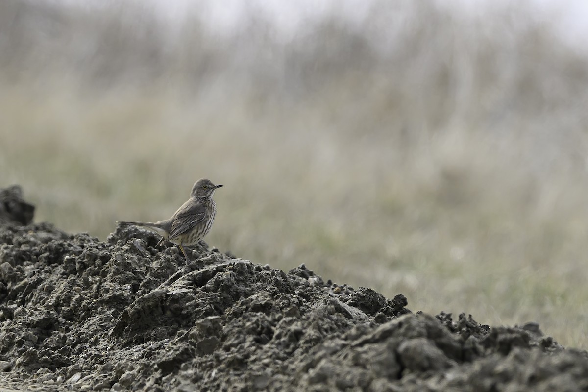 Sage Thrasher - ML558098701