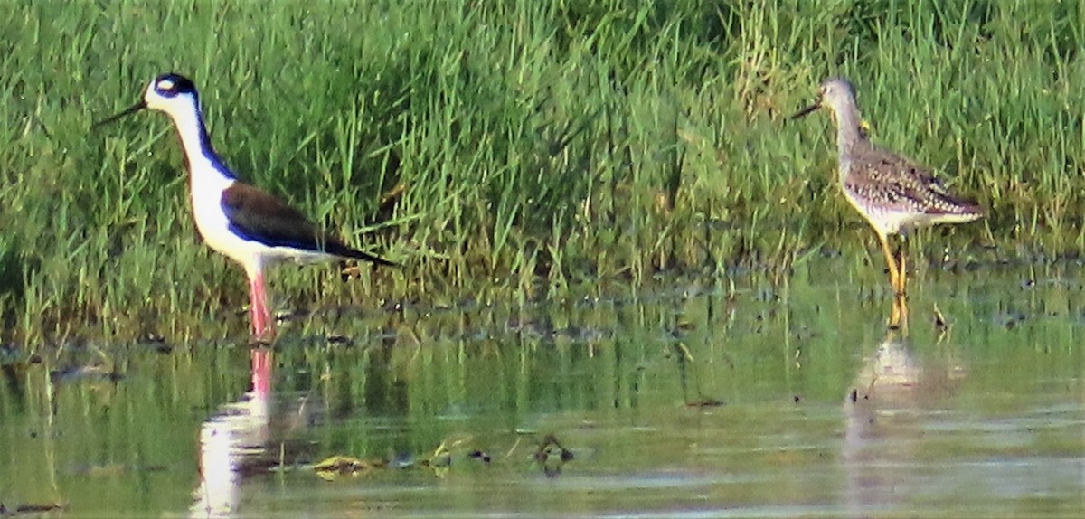 Greater Yellowlegs - ML558098891