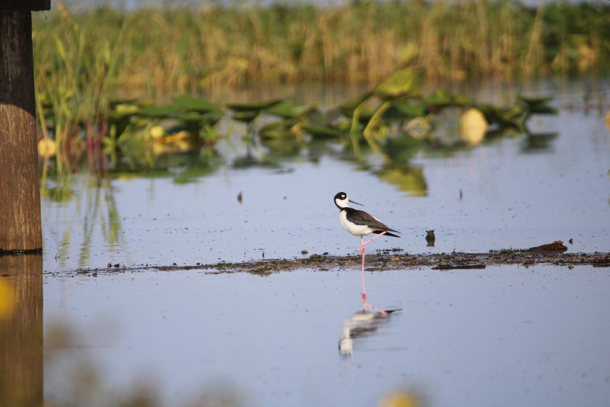 Black-necked Stilt - ML558099381