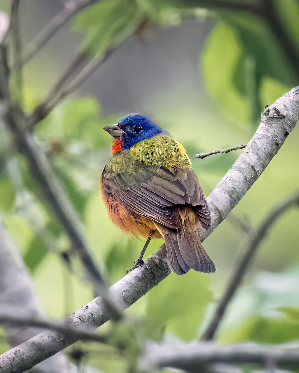 Painted Bunting - Jamie B Wagner