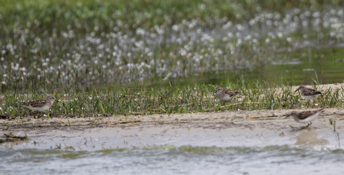 Least Sandpiper - ML558099521