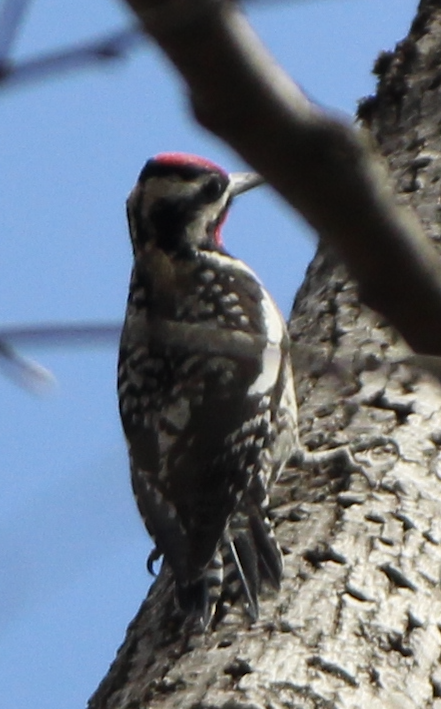 Yellow-bellied Sapsucker - ML558099631