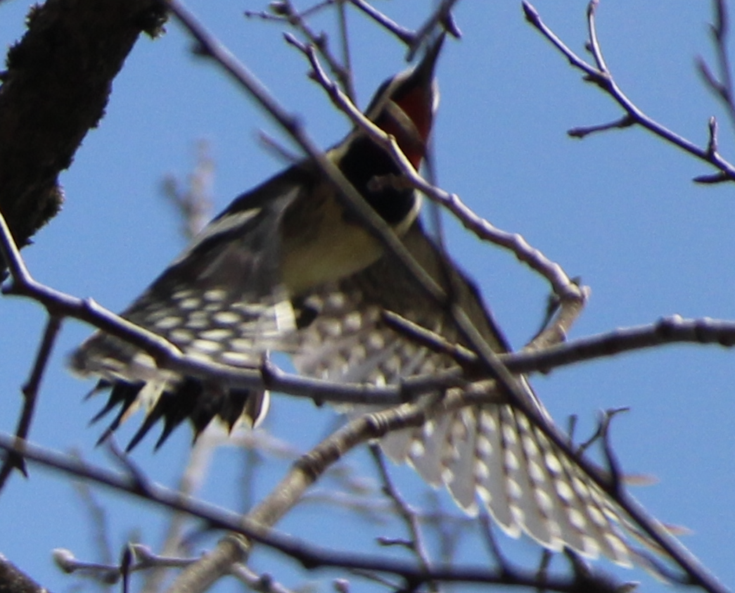 Yellow-bellied Sapsucker - ML558099641