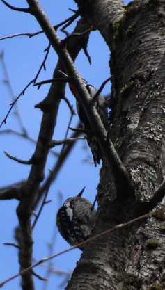 Yellow-bellied Sapsucker - ML558099921