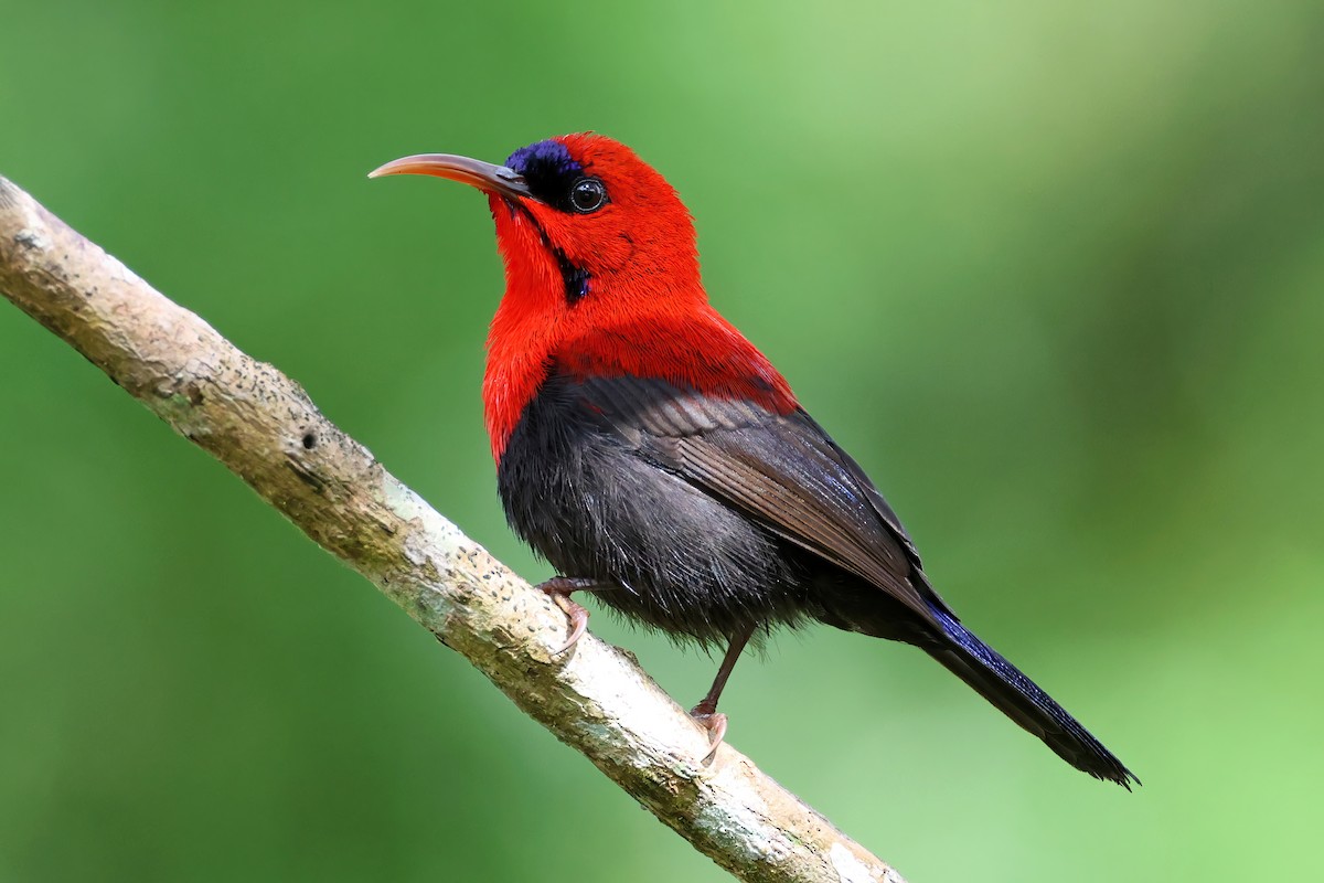 Magnificent Sunbird - Jörg Hanoldt