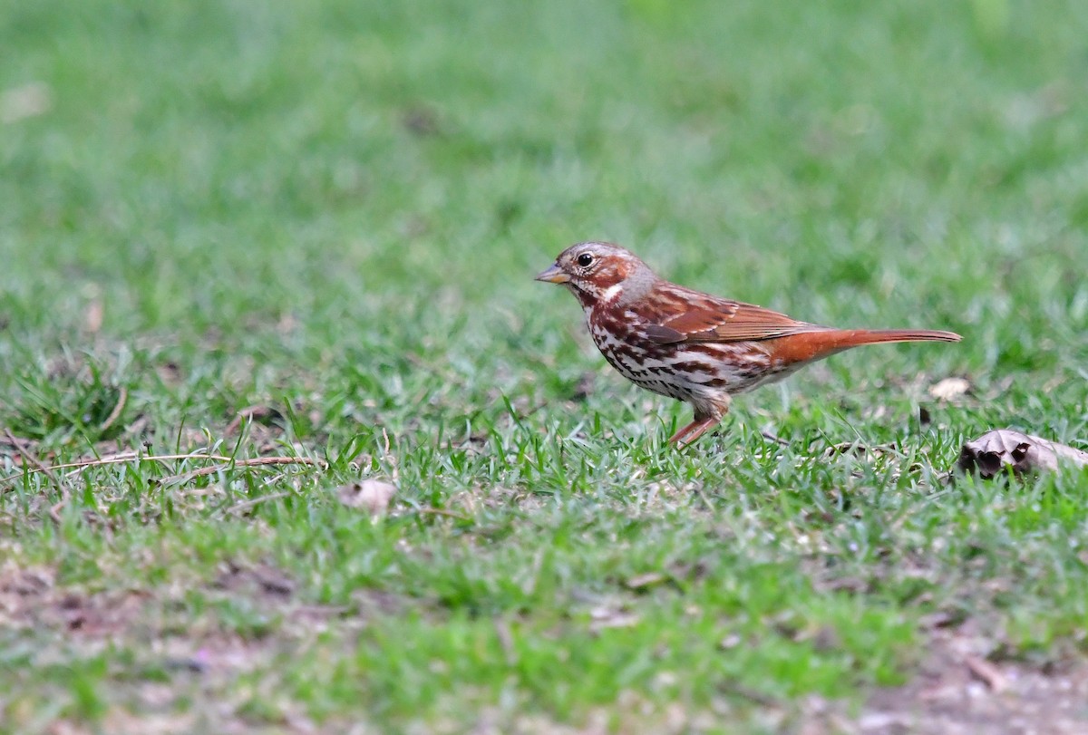 Fox Sparrow - ML558101141