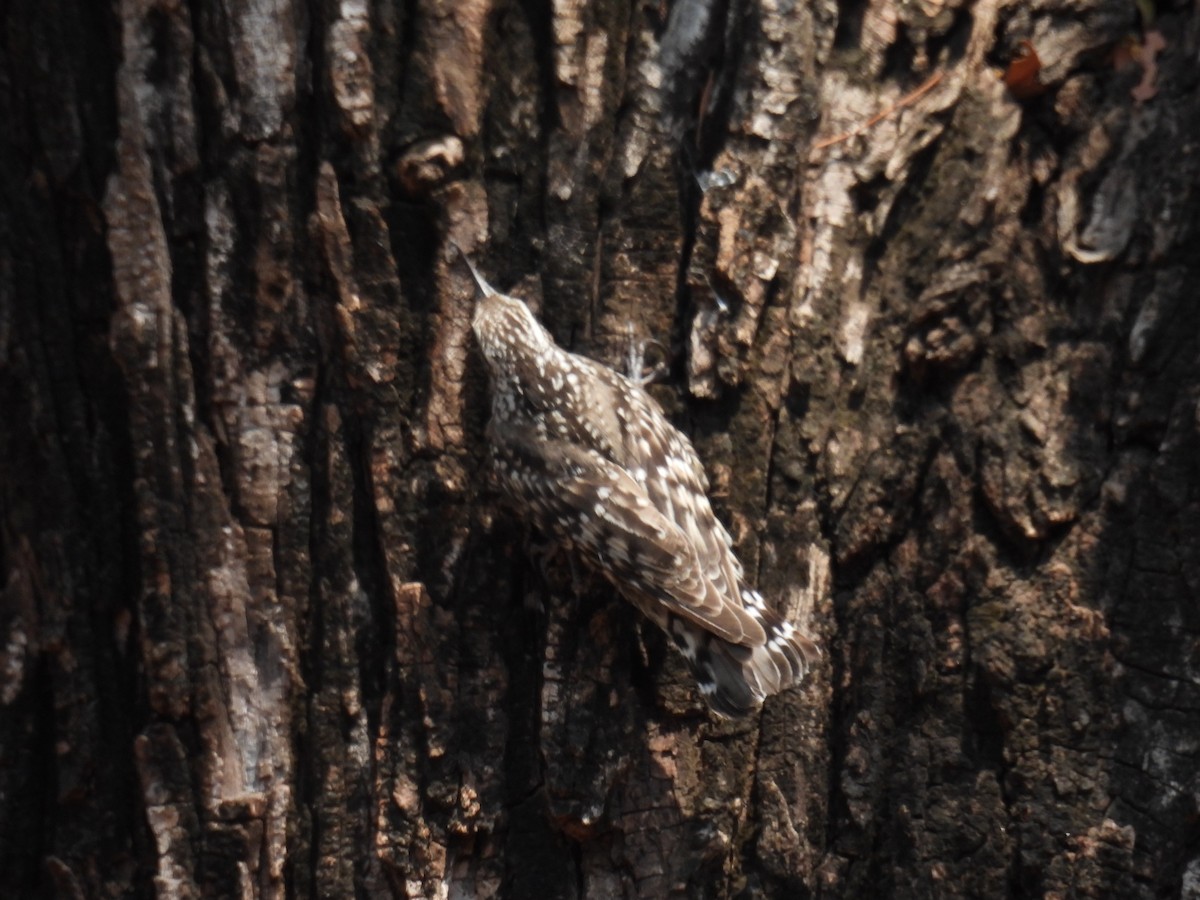 Indian Spotted Creeper - ML558102231