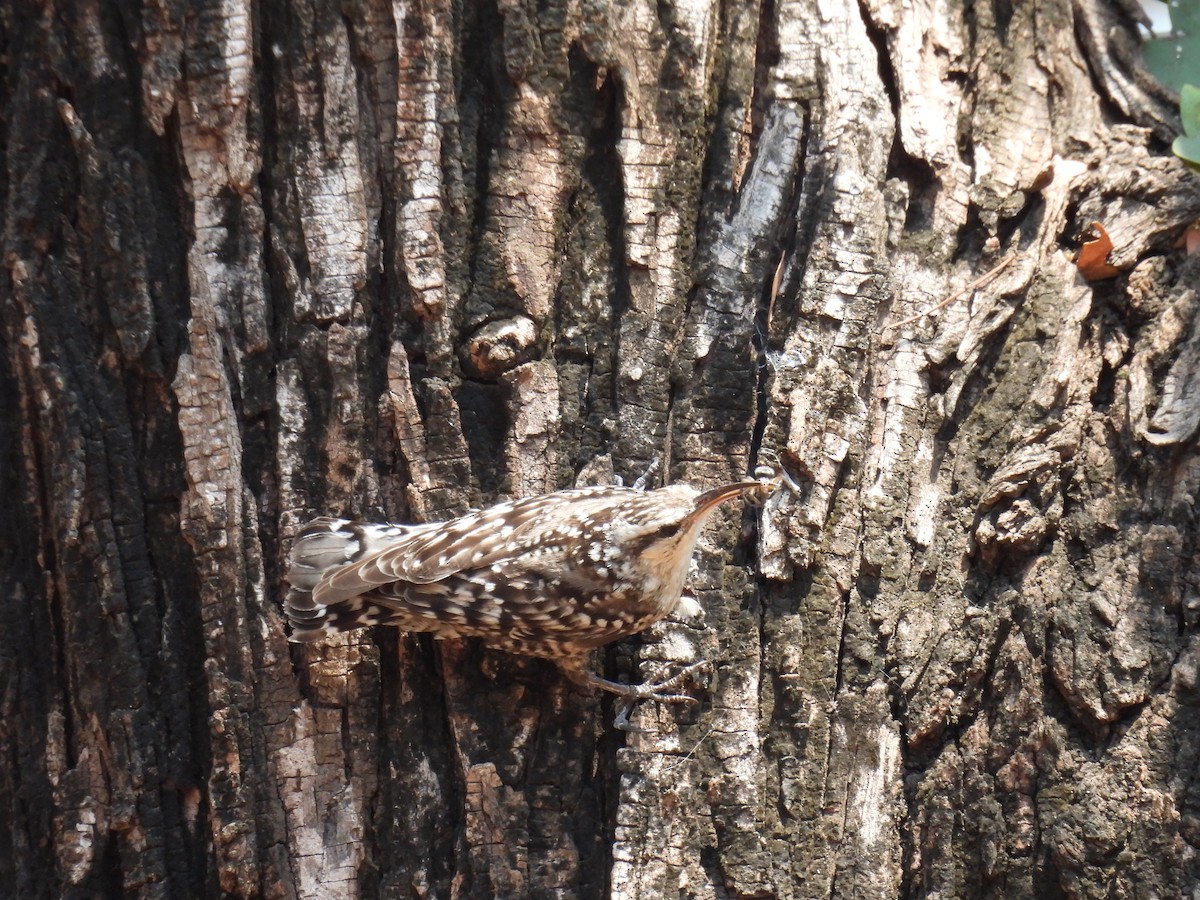 Indian Spotted Creeper - ML558102241