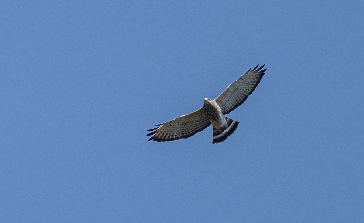 Broad-winged Hawk - ML558103881