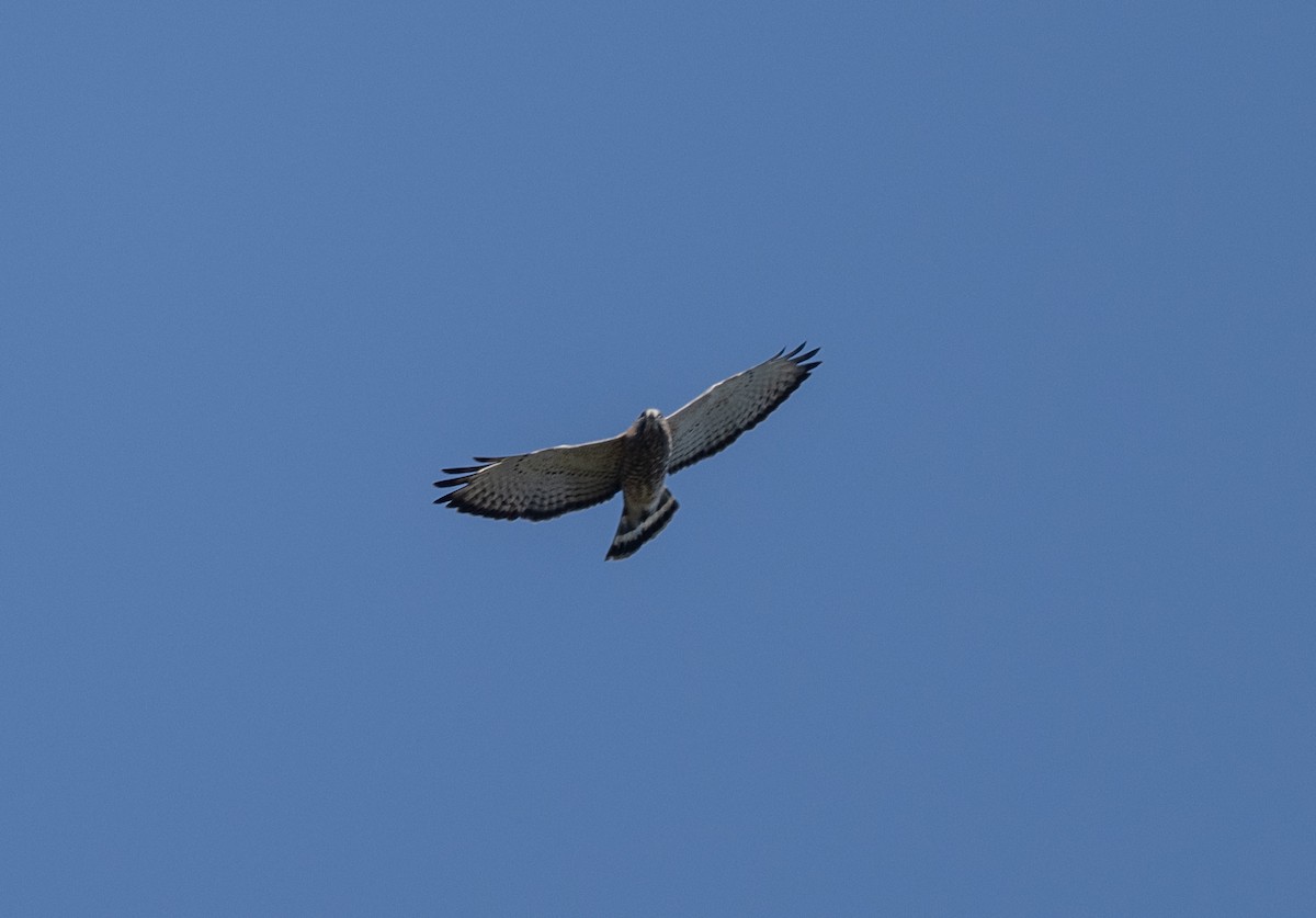 Broad-winged Hawk - ML558103891