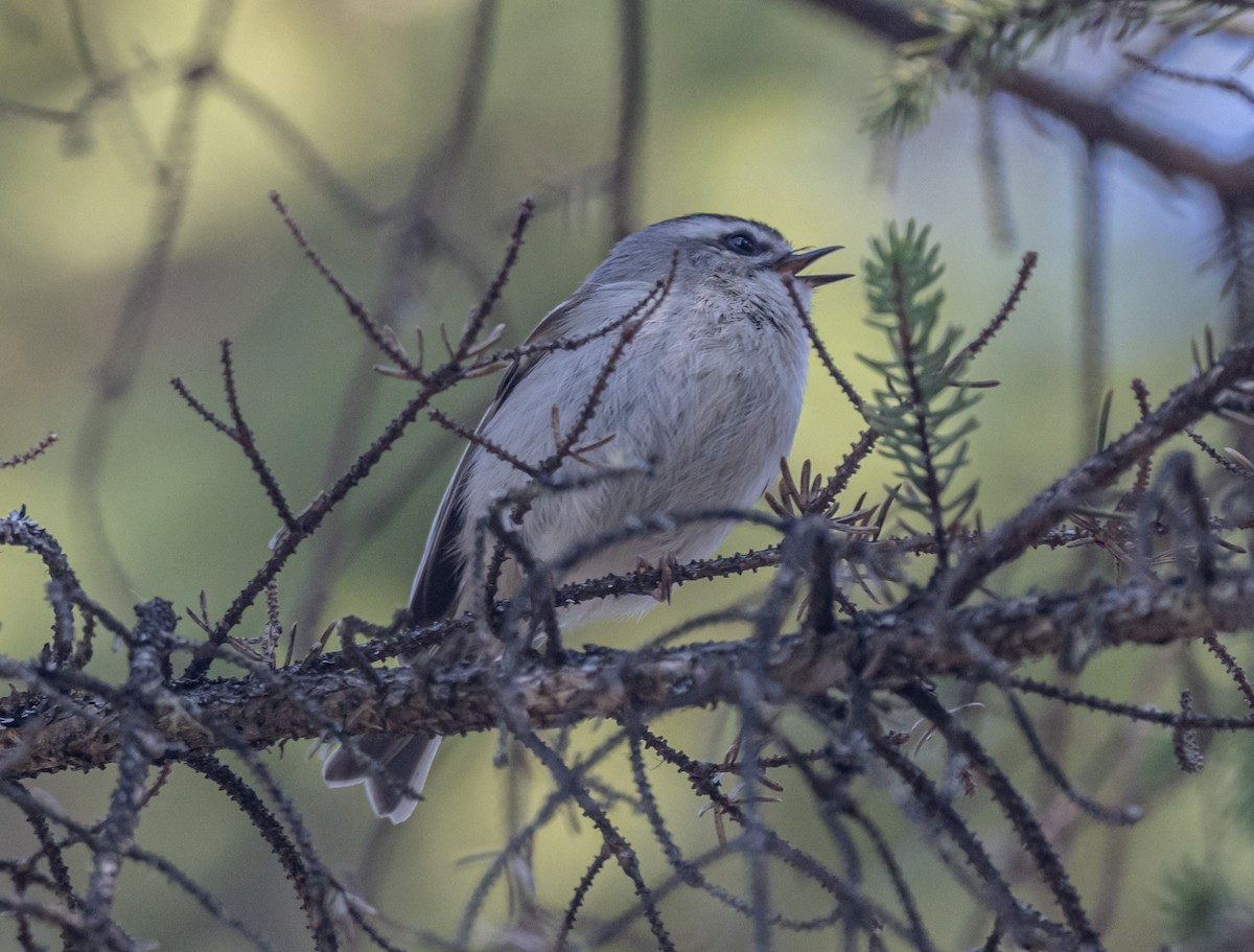 Golden-crowned Kinglet - thomas berriman