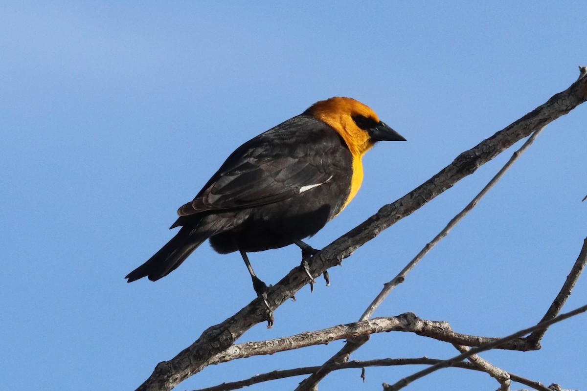 Yellow-headed Blackbird - ML558104611