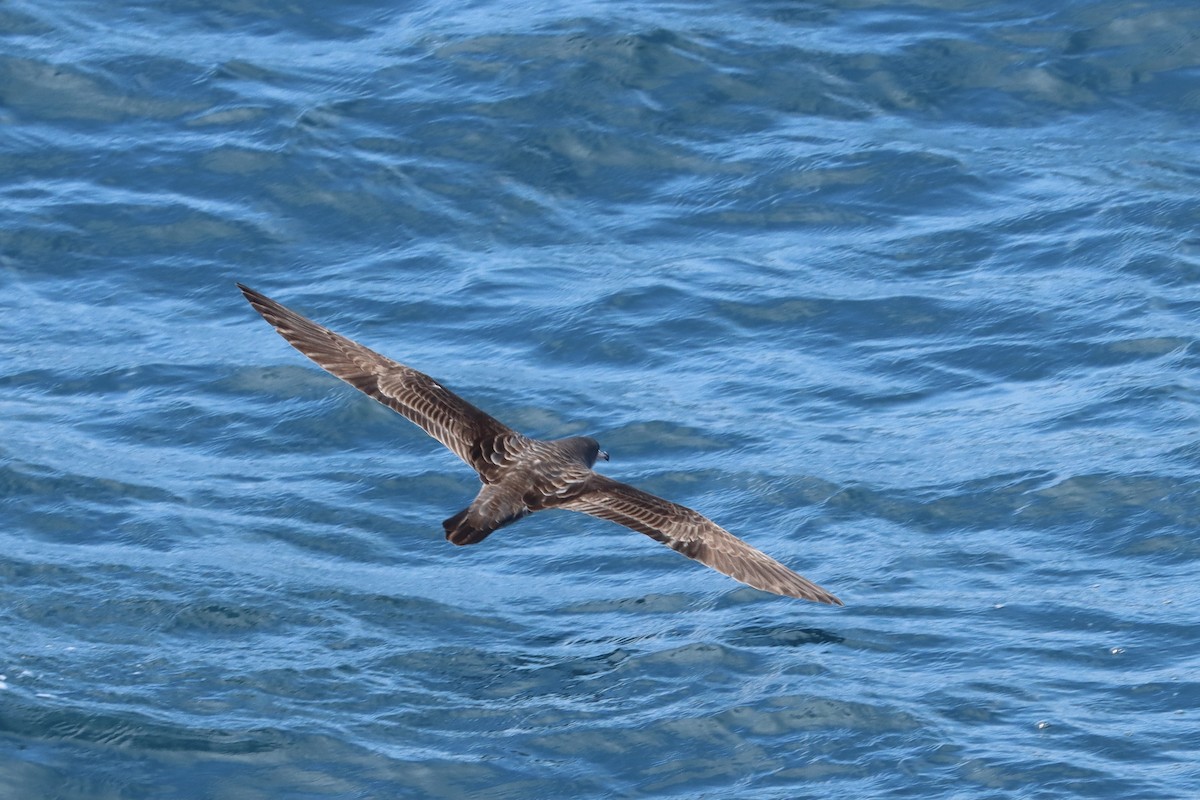 Pink-footed Shearwater - ML558106061