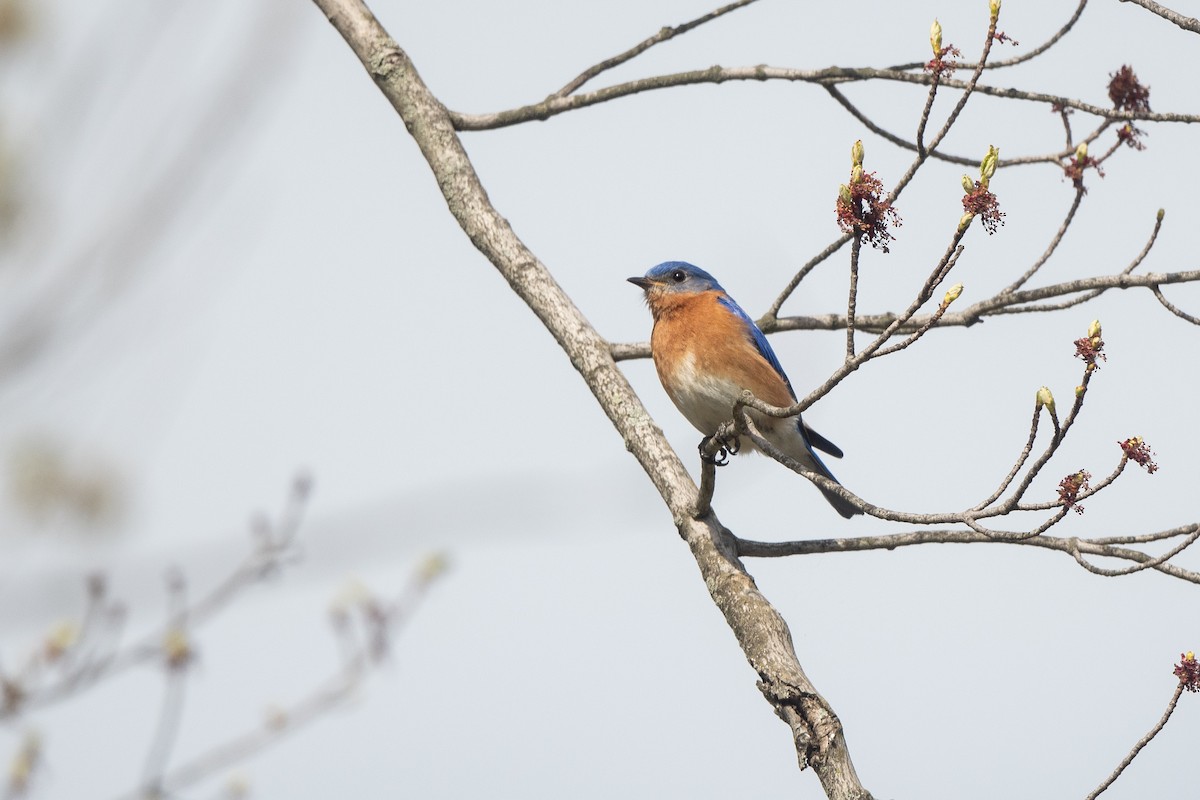 Eastern Bluebird - ML558108581