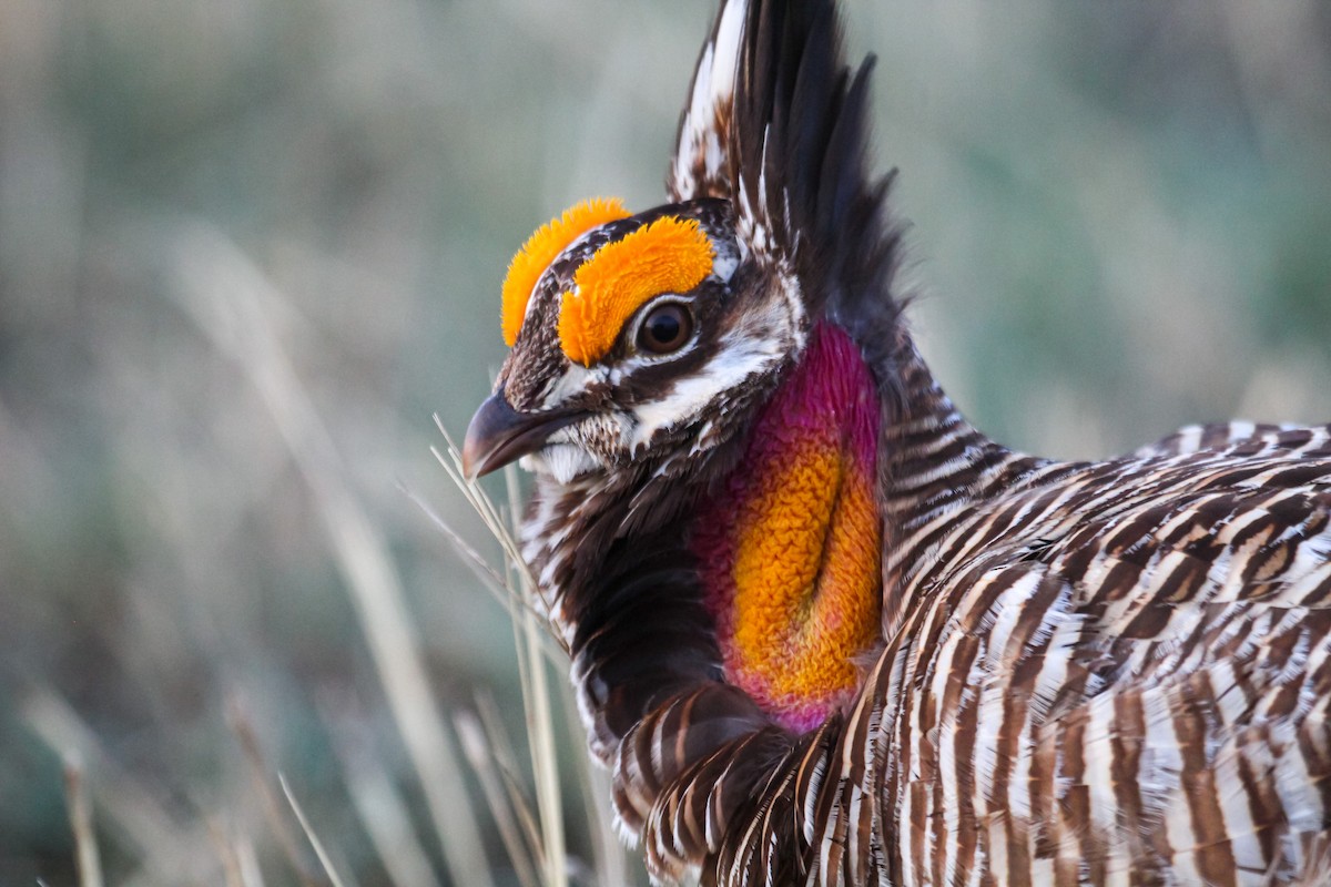 Greater Prairie-Chicken - ML558110261