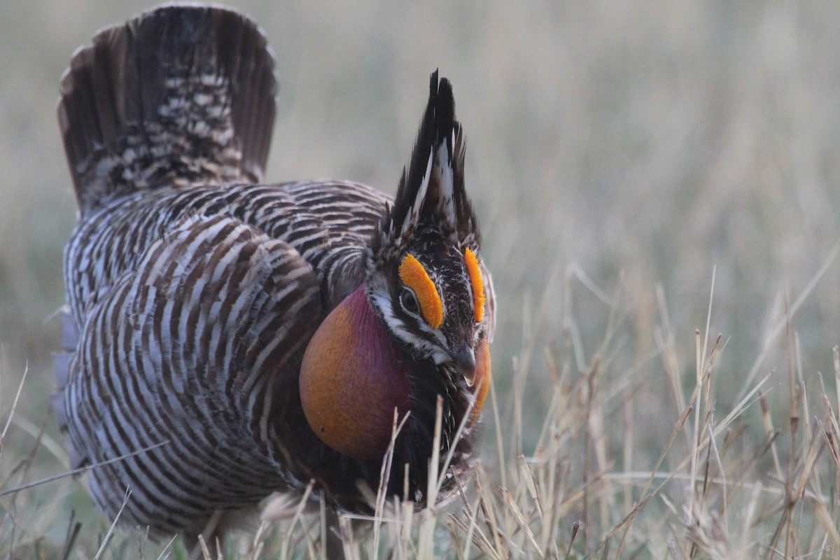 Greater Prairie-Chicken - ML558110311