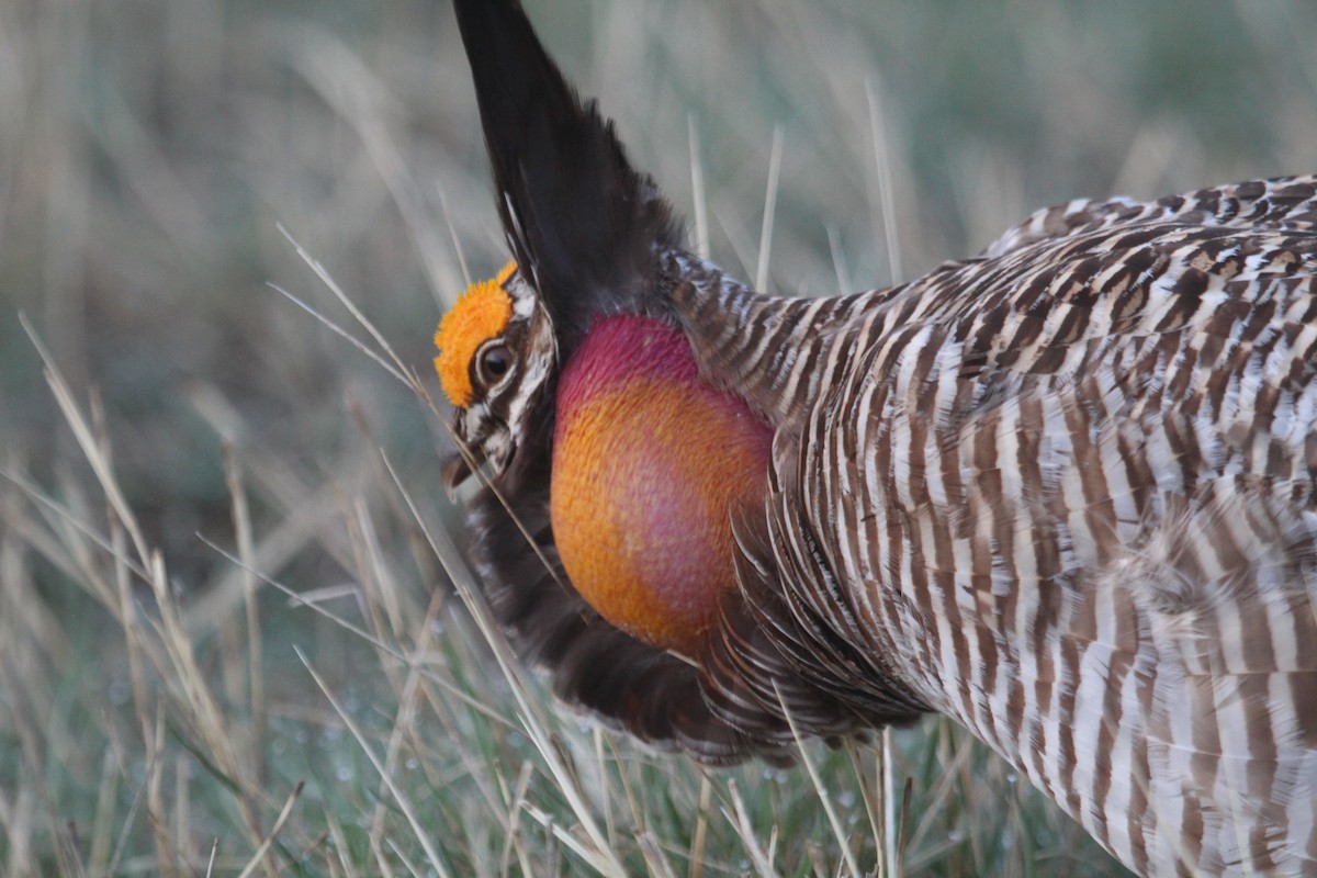 Gallo de las Praderas Grande - ML558110321