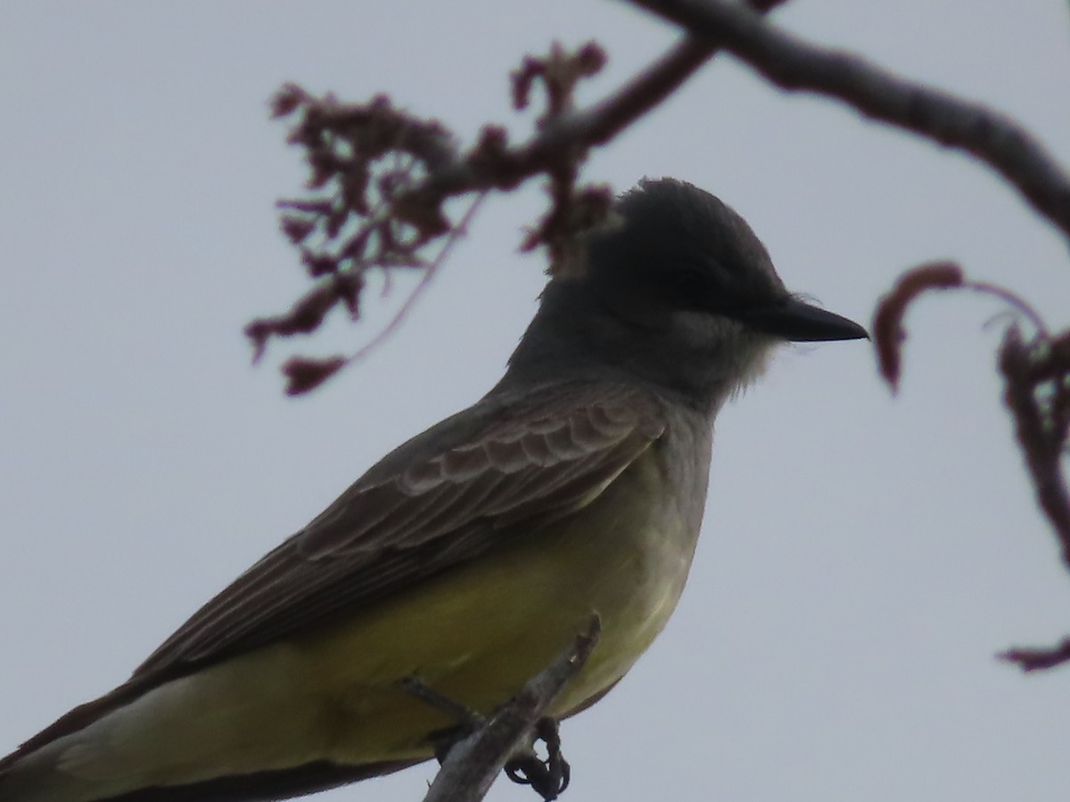 Cassin's Kingbird - ML558111101