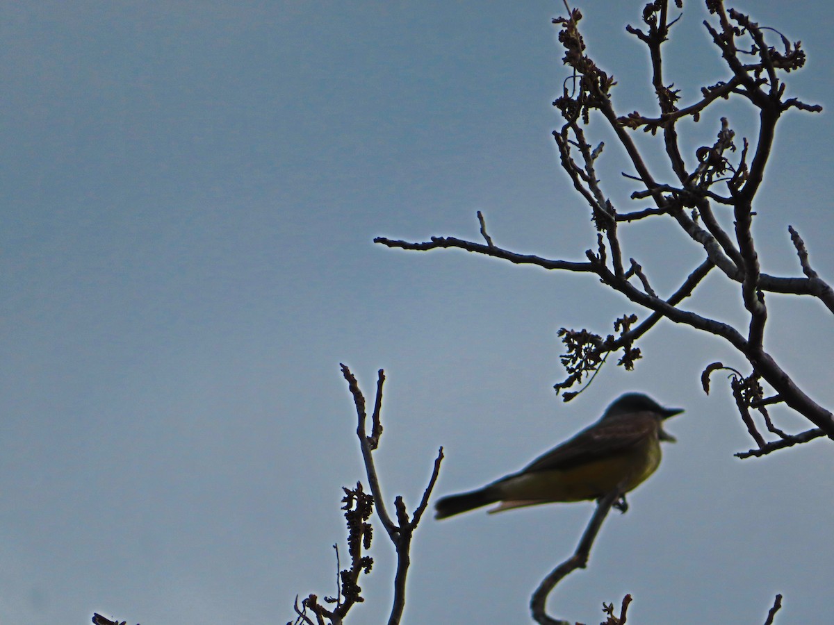 Cassin's Kingbird - ML558111111