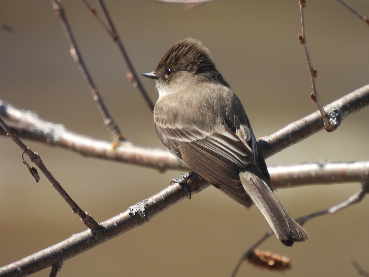 Eastern Phoebe - Marc Boudreau